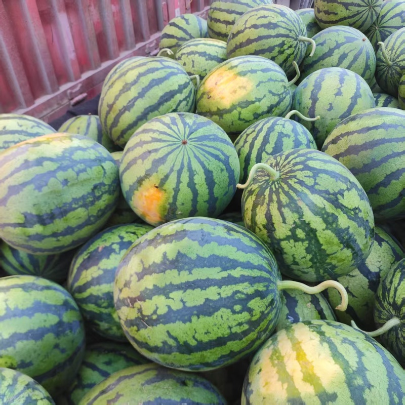 山东西瓜精品甜王西瓜对接市场电商商超社区团购可视频