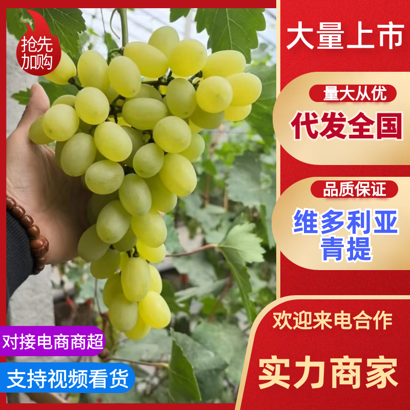 维多利亚青提葡萄产地直发，品质保证，价格便宜，可视频看货