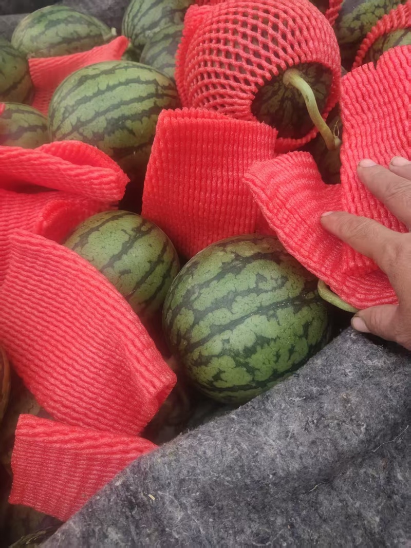 【优选】山东一手货源全美2K西瓜清甜可口品质好价格优