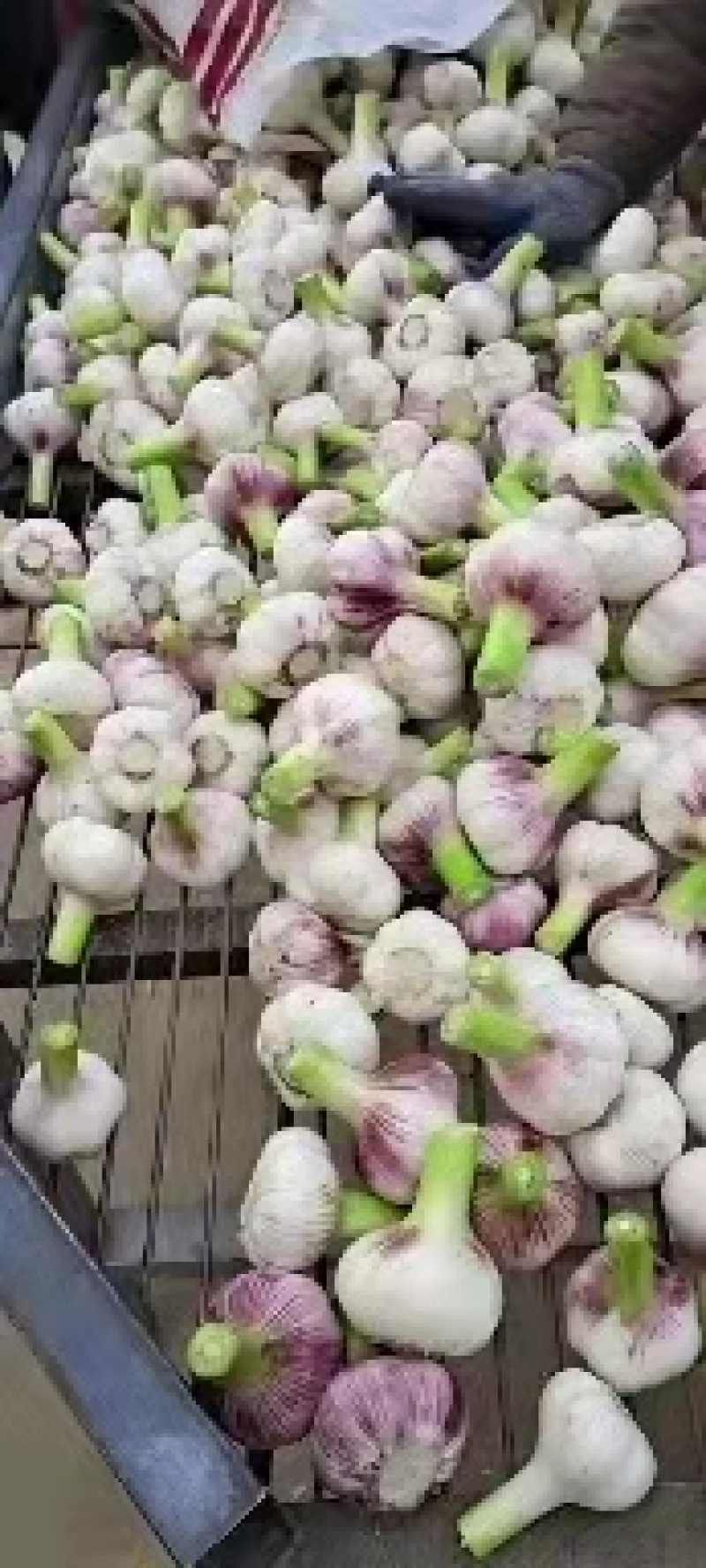 精品扒皮蒜/大蒜/周口大蒜，淮阳发货对接商超加工厂