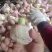 精品扒皮蒜/大蒜/周口大蒜,淮阳发货对接商超加工厂