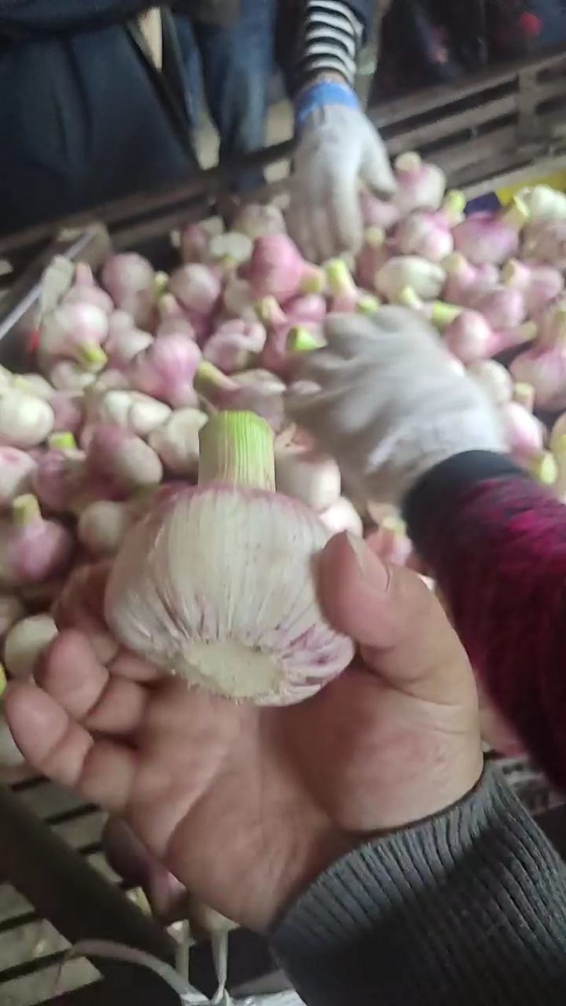 精品扒皮蒜/大蒜/周口大蒜，淮阳发货对接商超加工厂