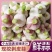 精品扒皮蒜/大蒜/周口大蒜,淮阳发货对接商超加工厂