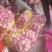 精品扒皮蒜/大蒜/周口大蒜,淮阳发货对接商超加工厂
