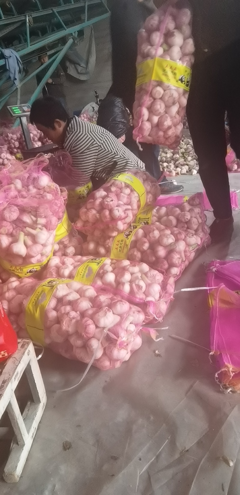 精品扒皮蒜/大蒜/周口大蒜，淮阳发货对接商超加工厂