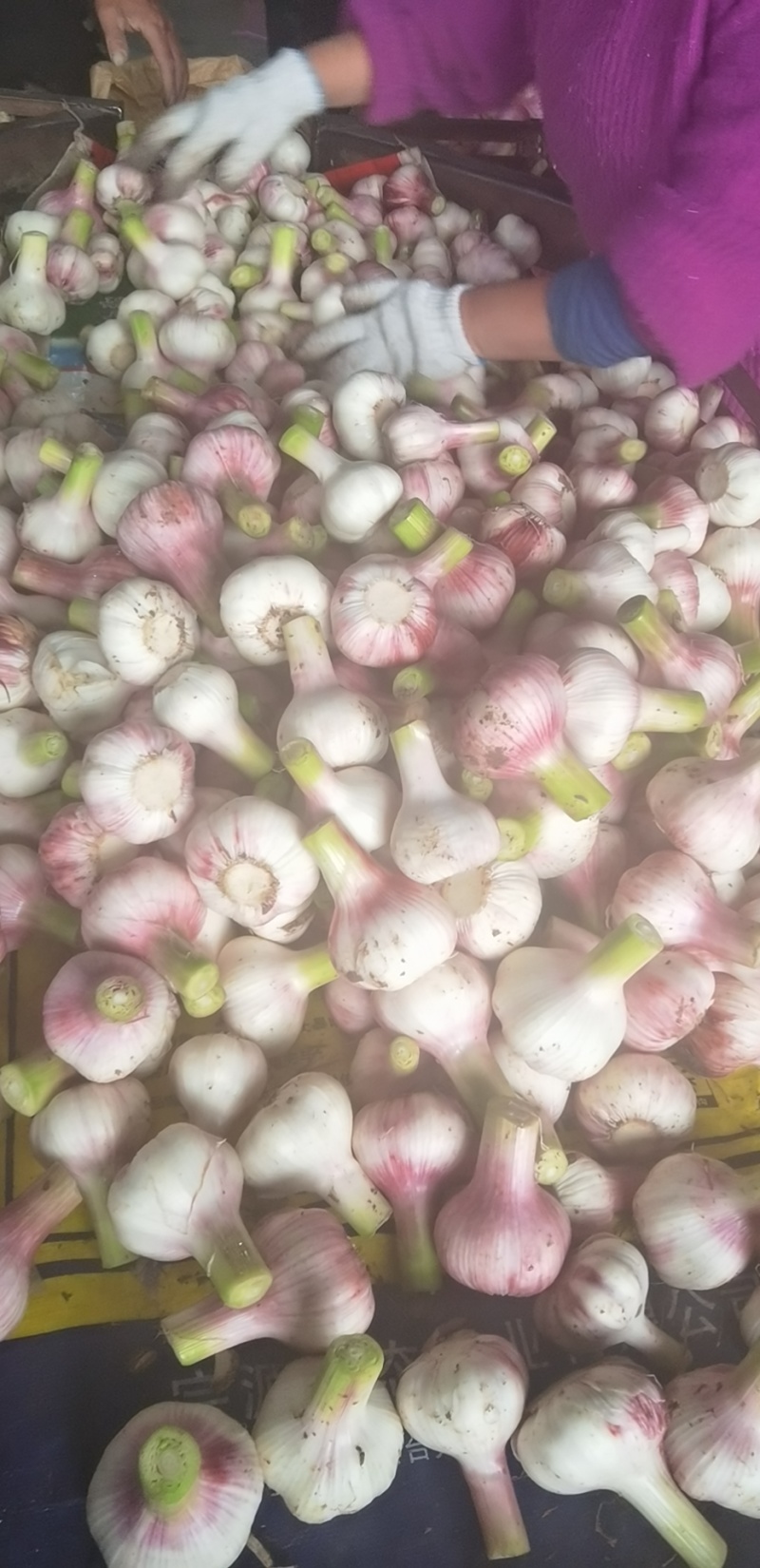 精品扒皮蒜/大蒜/周口大蒜，淮阳发货对接商超加工厂
