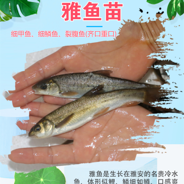 雅鱼苗又叫裂腹鱼、细鳞鱼四川渔场直发包成活包售后