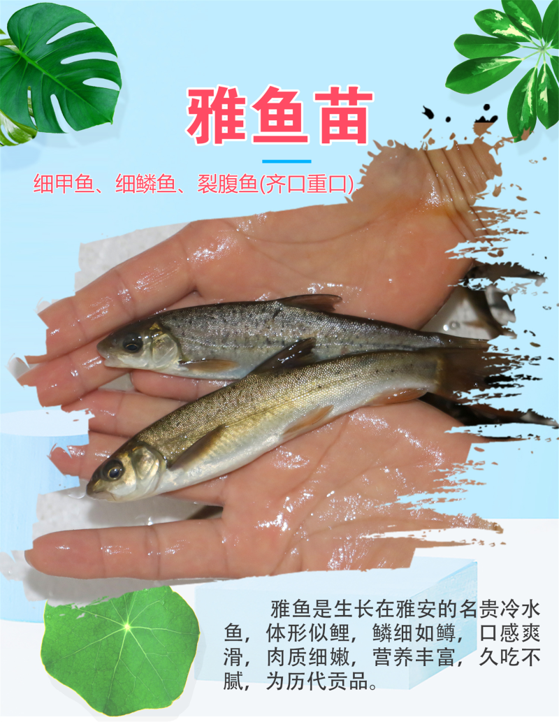 雅鱼苗又叫裂腹鱼、细鳞鱼四川渔场直发包成活包售后