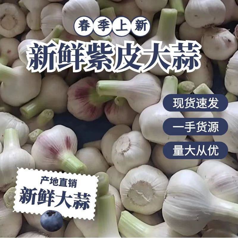 精品扒皮蒜/大蒜/周口大蒜，淮阳发货对接商超加工厂