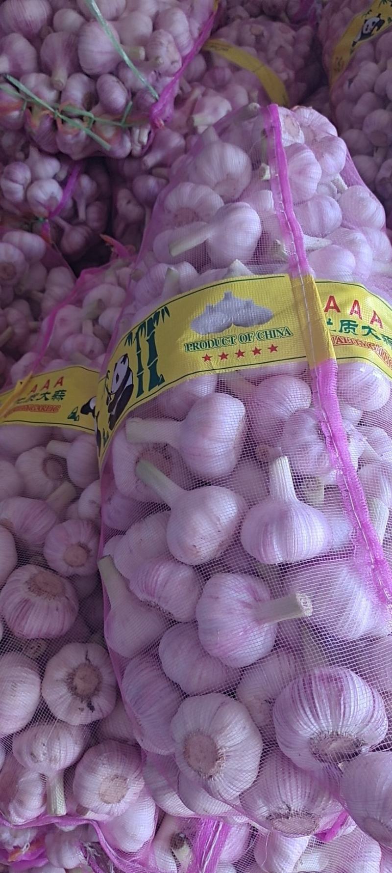 精品扒皮蒜/大蒜/周口大蒜，淮阳发货对接商超加工厂