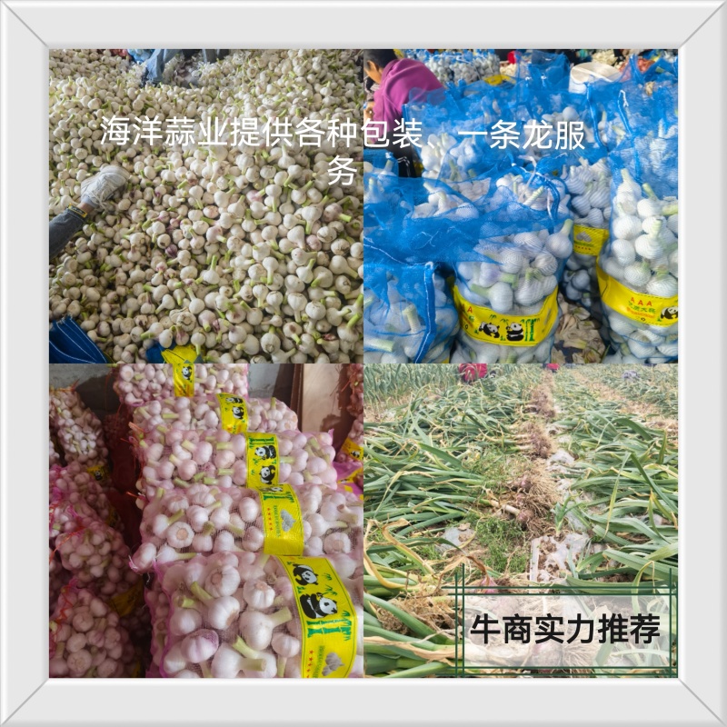 精品扒皮蒜/大蒜/周口大蒜，淮阳发货对接商超加工厂