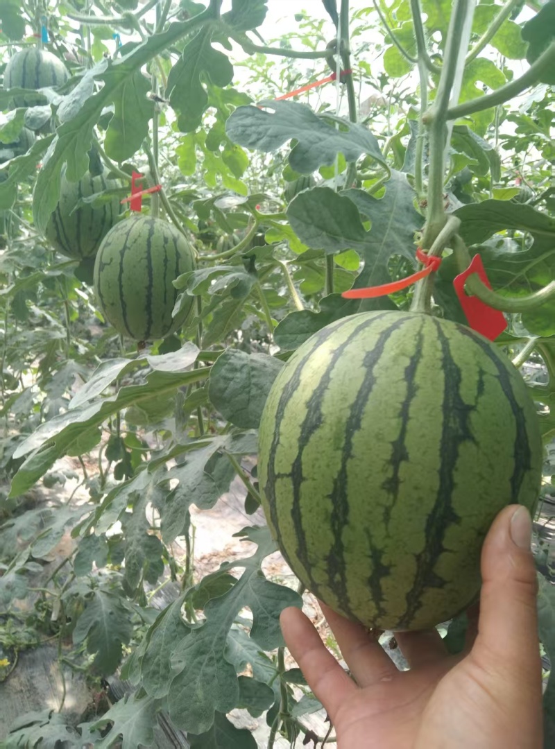 精品小吊西瓜品质上乘价格优惠支持视频看货欢迎来电谈