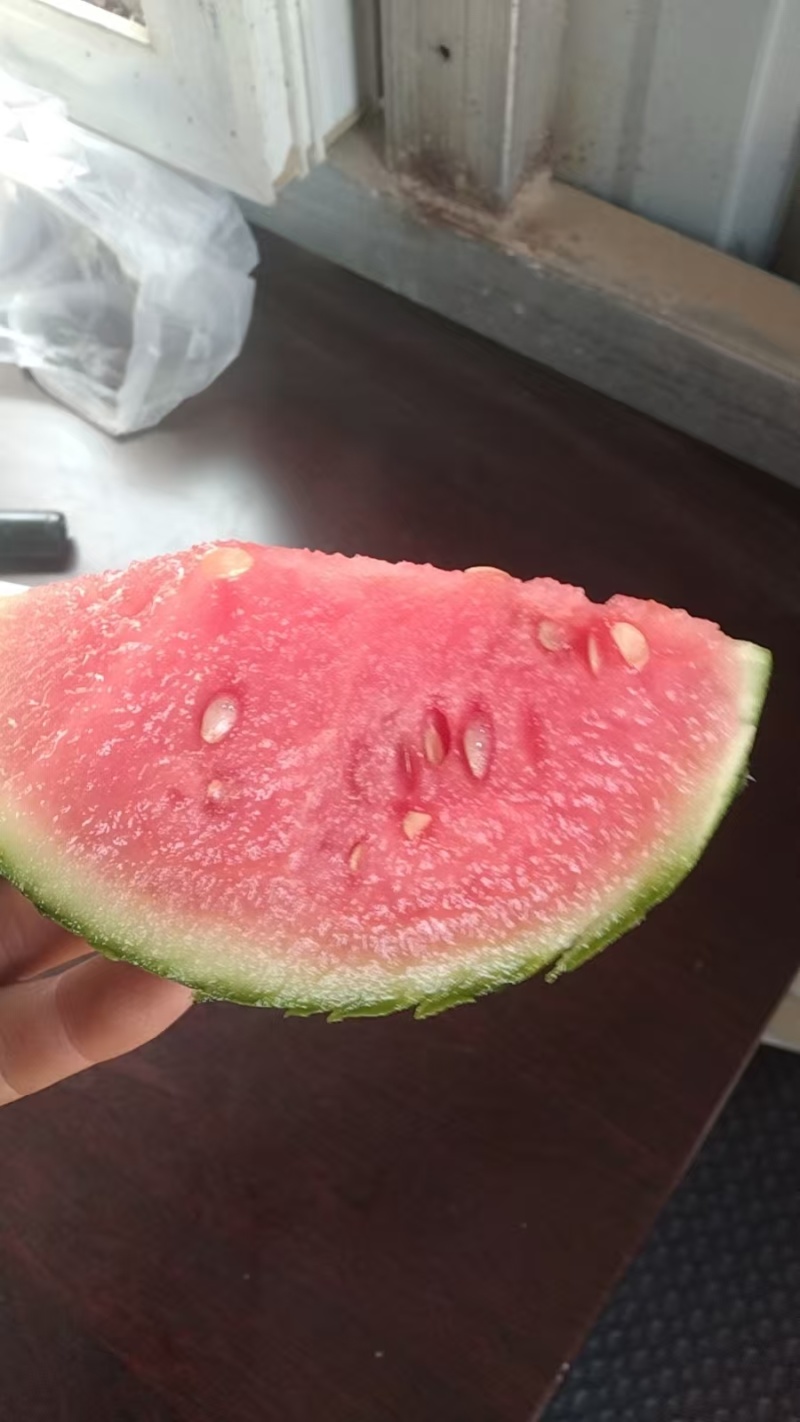 精品小吊西瓜品质上乘价格优惠支持视频看货欢迎来电谈