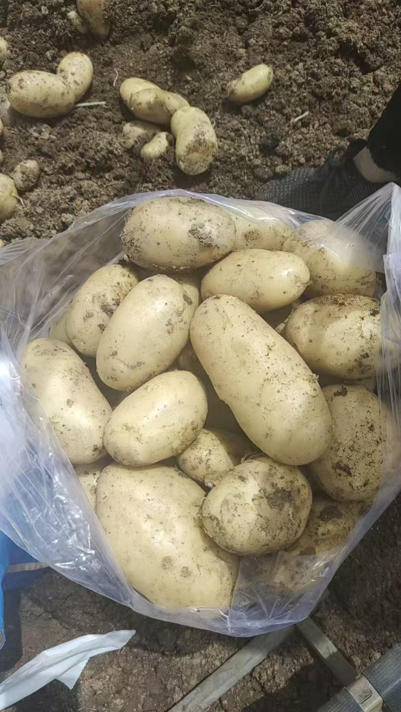 土豆陕西沃土5号土豆黄皮黄心基地直发品质保证