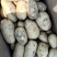 土豆陕西沃土5号土豆黄皮黄心基地直发品质保证