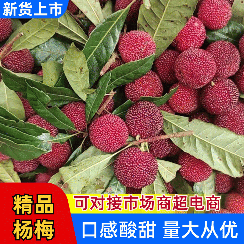 新鲜杨梅，清甜爽口，核小肉厚，颗粒大，口感纯正