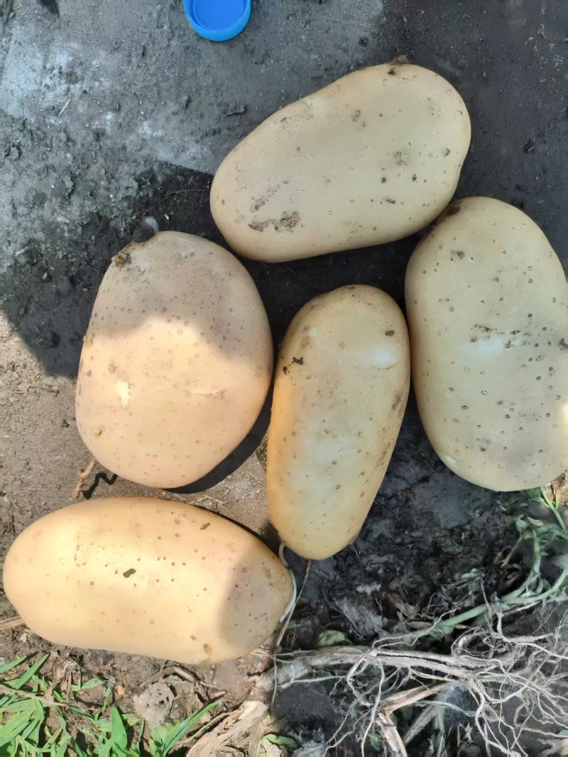 土豆陕西沃土5号土豆黄皮黄心基地直发品质保证
