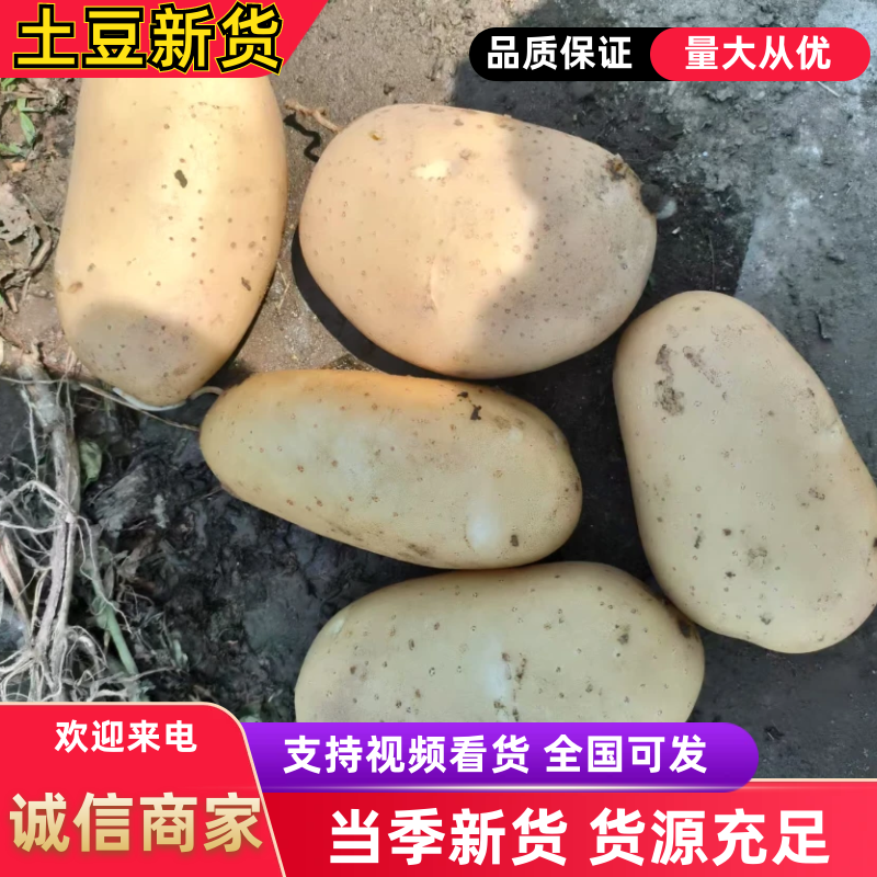 沃土5号土豆陕西土豆大量供应对接全国市场电商商超