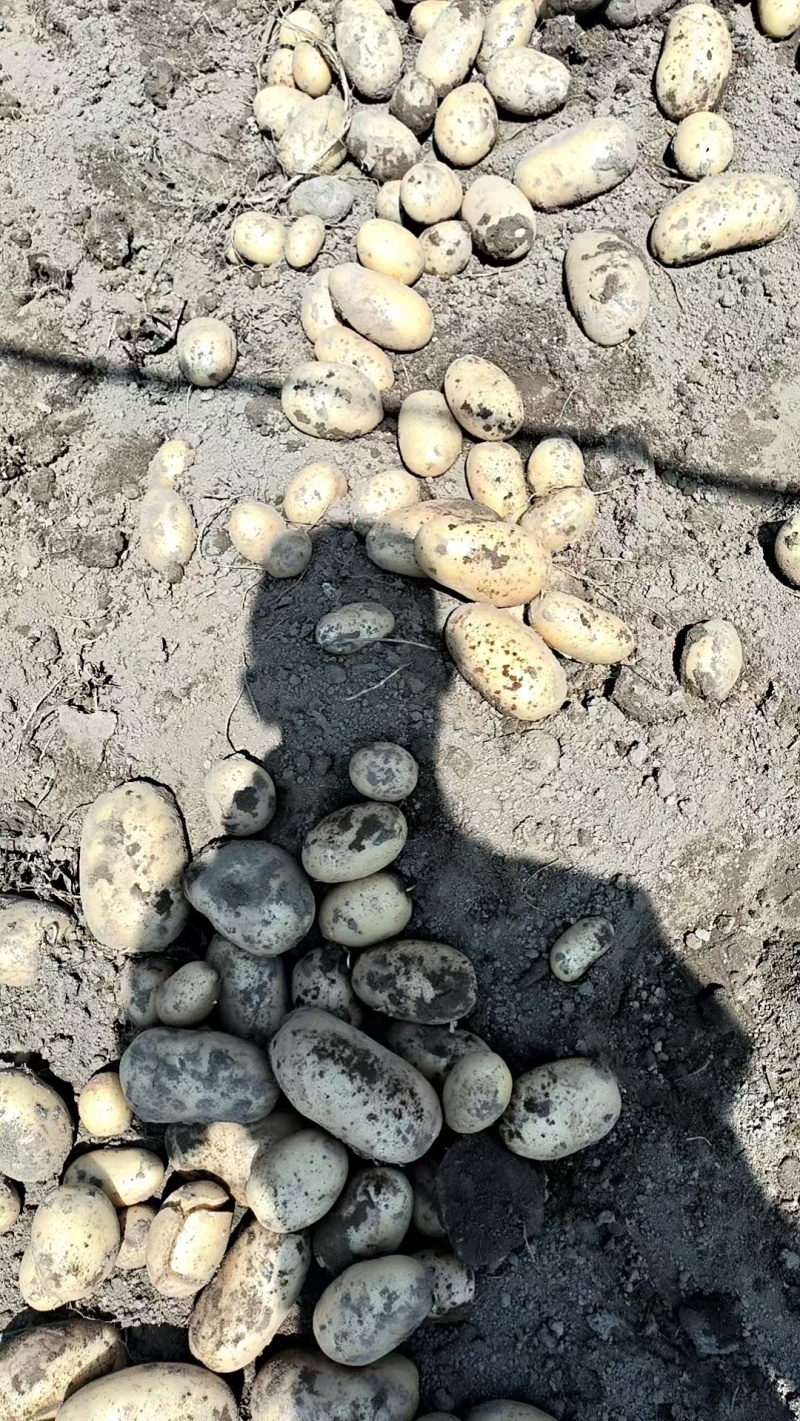 沃土5号土豆陕西土豆大量供应对接全国市场电商商超