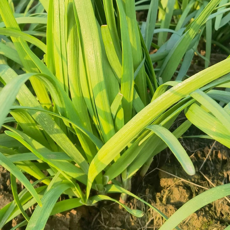 富贵红2号紫根韭菜种子红根直立抗倒伏强味道浓郁基地品