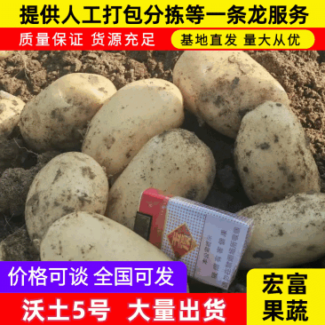陕西汉中土豆沃土五号定地现挖市场货电商货