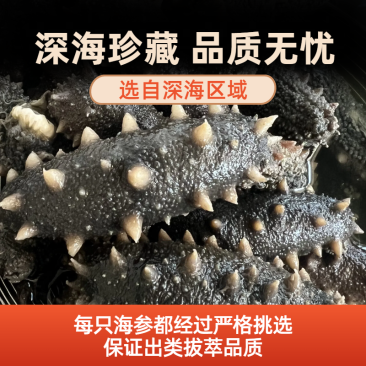 拉缸盐海参半干海参即食海参刺身保真