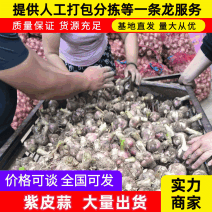 精品扒皮蒜/大蒜/周口大蒜，淮阳发货对接商超加工厂
