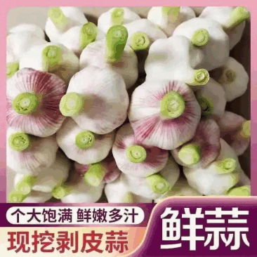 精品扒皮蒜/大蒜/周口大蒜,淮阳发货对接商超加工厂