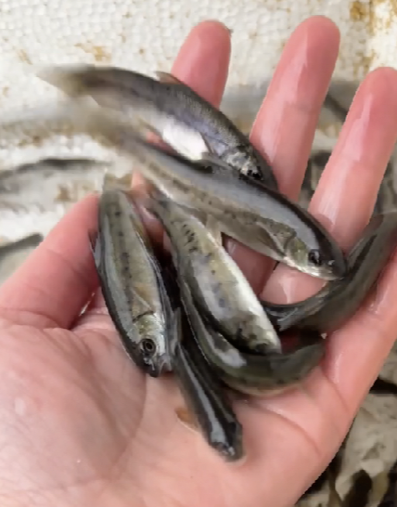 雅鱼苗销售四川基地养殖适应能力强适合规模化养殖