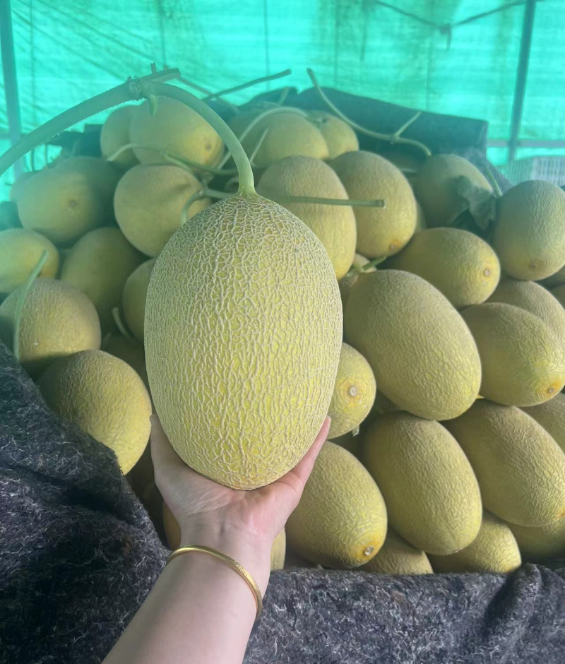 《晓蜜25号》小蜜25/产地直发/单县甜瓜/全国代发中