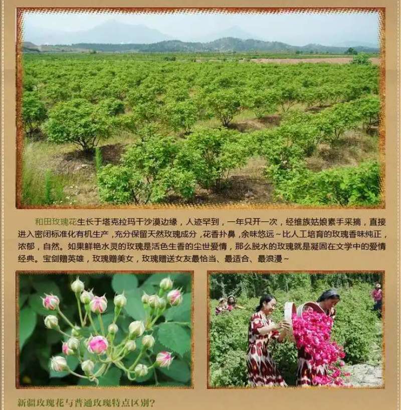和田玫瑰花蕾