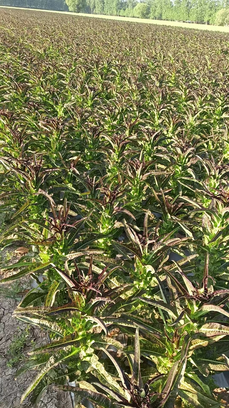 有二百亩地的红叶莴笋苗，耐寒耐高温
