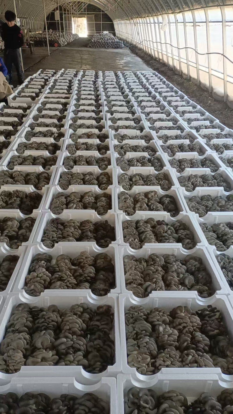 蘑菇崇礼平菇鲜平菇鲜蘑菇口感好现摘现发长期供货