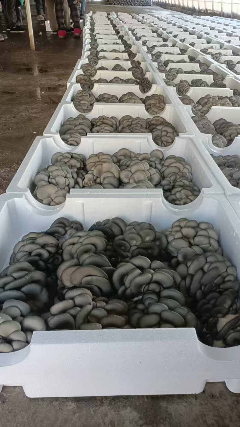 蘑菇崇礼平菇鲜平菇鲜蘑菇口感好现摘现发长期供货