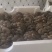 蘑菇崇礼平菇鲜平菇鲜蘑菇口感好现摘现发长期供货