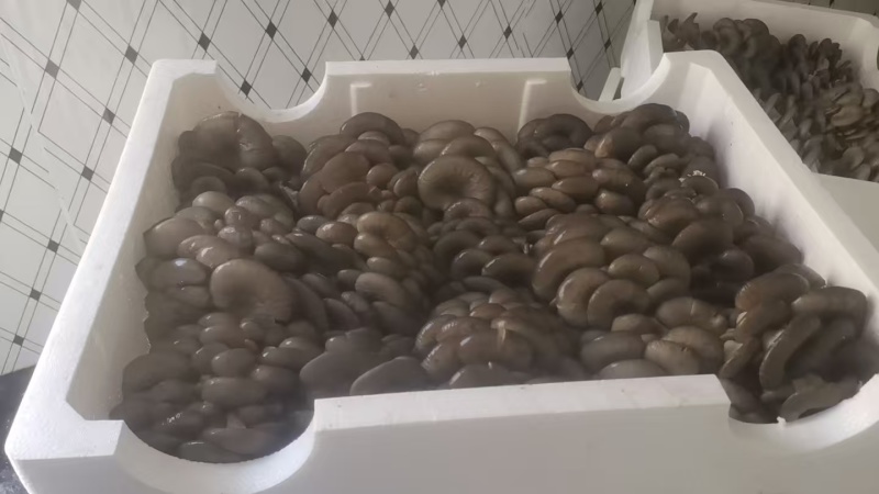 蘑菇崇礼平菇鲜平菇鲜蘑菇口感好现摘现发长期供货