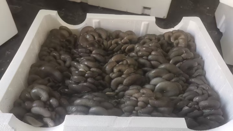 蘑菇崇礼平菇鲜平菇鲜蘑菇口感好现摘现发长期供货