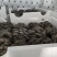 蘑菇崇礼平菇鲜平菇鲜蘑菇口感好现摘现发长期供货