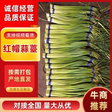 红帽蒜薹蒜苔山东蒜薹产地一手货源质量三包量大优惠