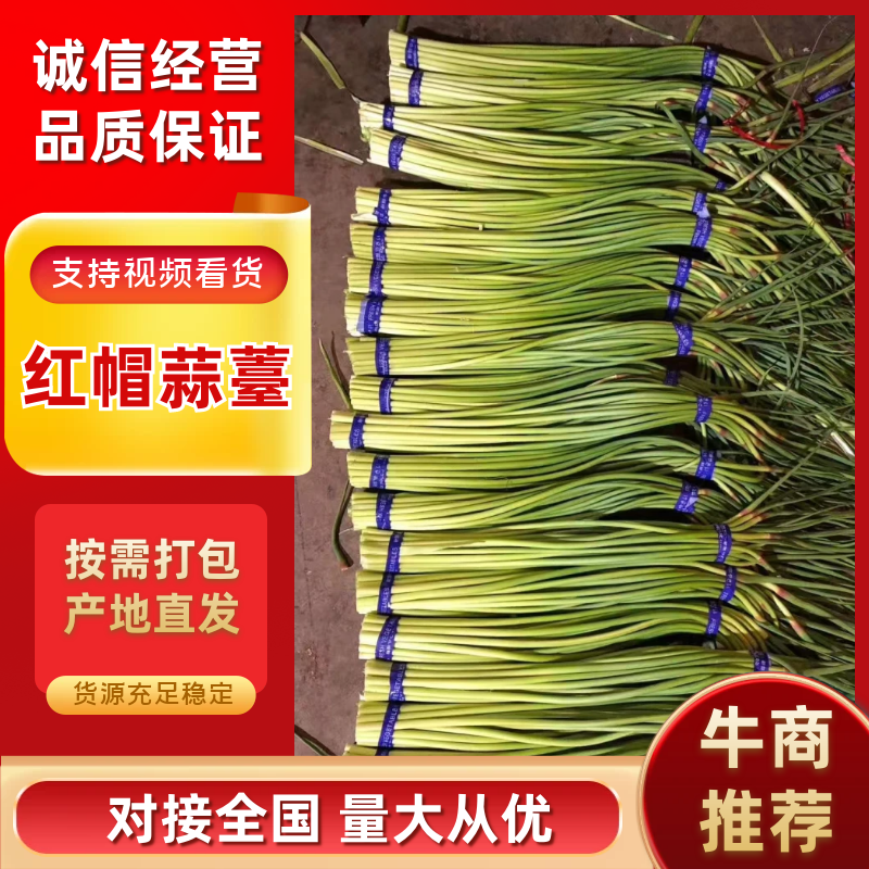 红帽蒜薹蒜苔山东蒜薹产地一手货源质量三包量大优惠