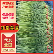 蒜苔红帽蒜薹山东蒜薹现摘现发质量好价格低量大优惠