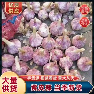 紫皮蒜大蒜产地一手货源规格齐全价格优惠来电咨询