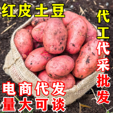 红皮土豆一件代发现挖洋芋马铃薯紫皮黄心土豆新鲜小土豆