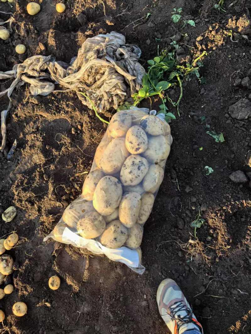 黄心土豆河北土豆产地直发规格齐全量大优惠供出口