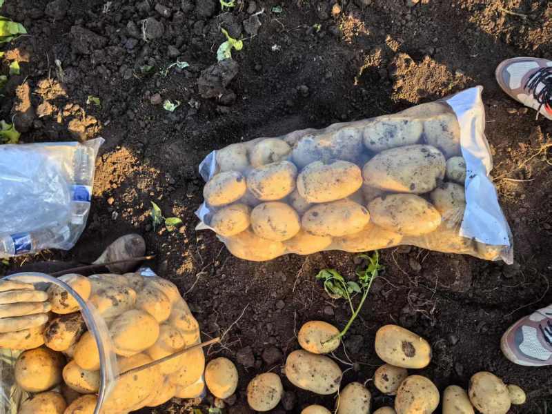 黄心土豆河北土豆产地直发规格齐全量大优惠供出口