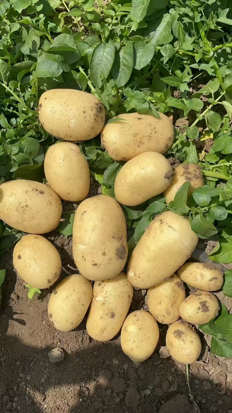 黄心土豆河北土豆产地直发规格齐全量大优惠供出口