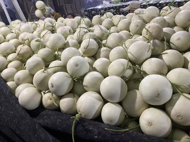 山东玉菇甜瓜实力电商供应链抖音、拼多多全平台一件代发