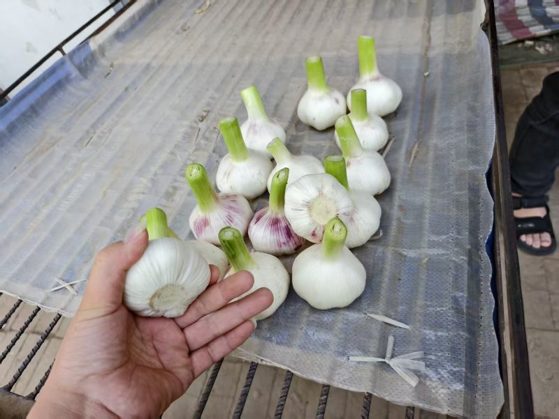 【优选】河南一手货源扒皮大蒜对接全国市场量大从优欢迎采购