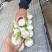 【优选】河南一手货源扒皮大蒜对接全国市场量大从优欢迎采购
