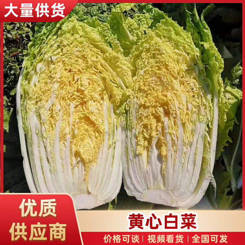 黄心白菜河北白菜产地直发货源充足对接市场加工厂等